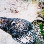 CayLobos03099.jpg