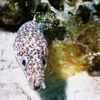 CayLobos03104.jpg