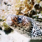 CayLobos03105.jpg