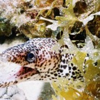 CayLobos03106.jpg