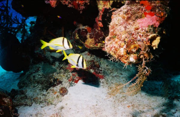 CayLobos03125.jpg