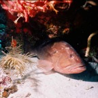 CayLobos03127.jpg