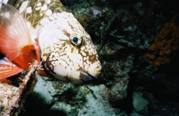 CayLobos03141.jpg