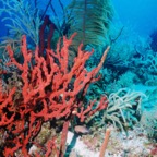 CayLobos03142.jpg