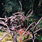 CayLobos03144.jpg