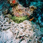 CayLobos03152.jpg