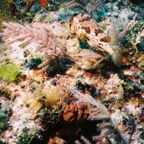 CayLobos03164.jpg