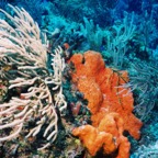 CayLobos03170.jpg