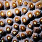 CayLobos03171.jpg