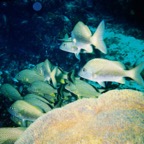 CayLobos03174.jpg