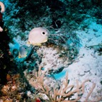 CayLobos03175.jpg