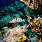 CayLobos03205.jpg