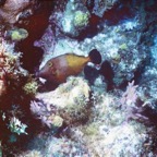 CayLobos03225.jpg