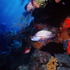 CayLobos03229.jpg