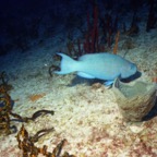 CayLobos03236.jpg