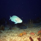 CayLobos03237.jpg