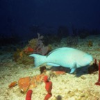 CayLobos03238.jpg