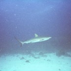 Nek01_045.jpg