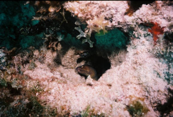 CaySal04020.jpg