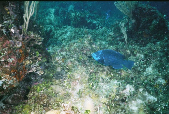 CaySal04027.jpg