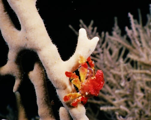 CaySal04100.jpg