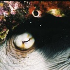 CaySal04101.jpg