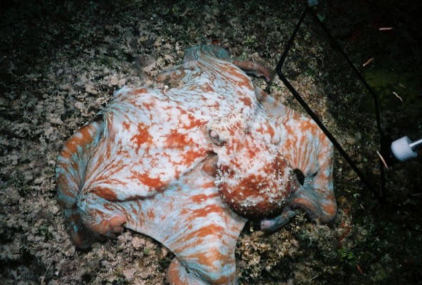 CaySal04122.jpg