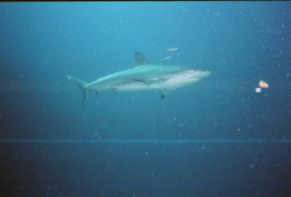 CaySal04154.jpg