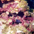 Cayman00_037.jpg