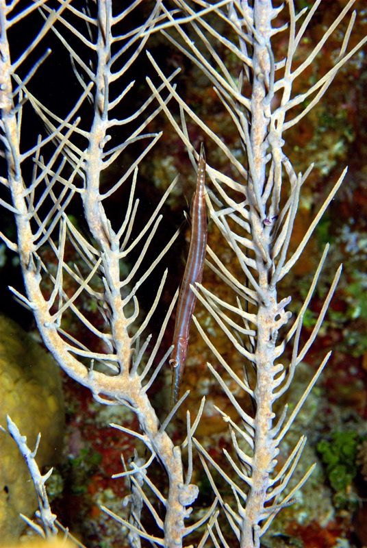 DSC_0040_2.jpg