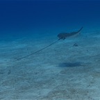 2011-06-07 Cayman D3D2 581.jpg