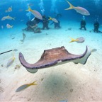 2011-06-07 Cayman D3D3 608.jpg