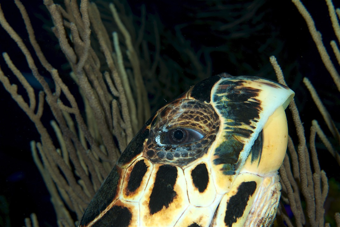 2011-06-08 Cayman D4D2 719.jpg