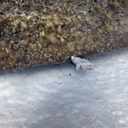 2011-06-10 Cayman WBB 05.jpg