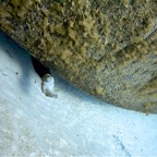 2011-06-10 Cayman WBB 06.jpg