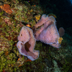 2018-06-07 2018 Cayman D5D2 15.jpg
