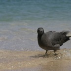 Galapagos_Land_D30106.jpg