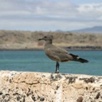 Galapagos_Land_D30116.jpg