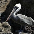 Galapagos_Land_D30146.jpg