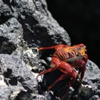 Galapagos_Land_D30158.jpg