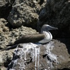 Galapagos_Land_D30160.jpg