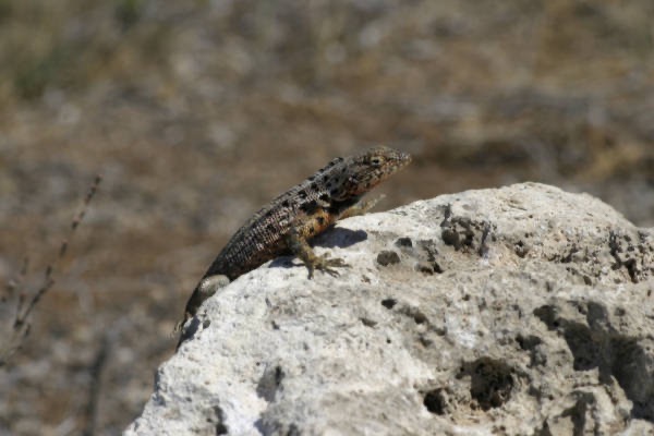 Galapagos_Land_D30178.jpg