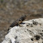 Galapagos_Land_D30178.jpg