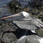 Galapagos_Land_D30181.jpg