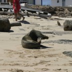 Galapagos_Land_D30198.jpg