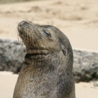 Galapagos_Land_D30202.jpg