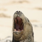 Galapagos_Land_D30204.jpg