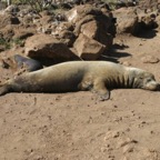 Galapagos_Land_D30219.jpg