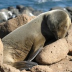 Galapagos_Land_D30232.jpg