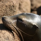 Galapagos_Land_D30246.jpg